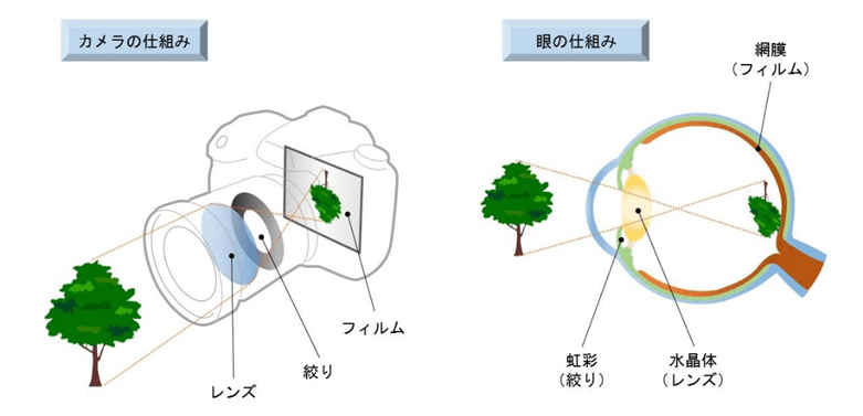 カメラの仕組みと眼の仕組み